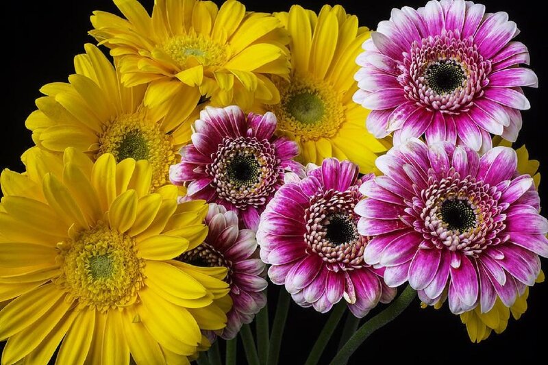 Yellow and Pink Gerbera Daisies — Vibrant, Photograph, Flowers