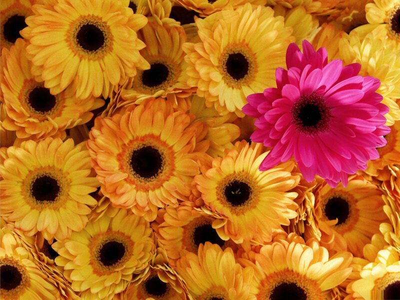 Yellow and Pink Gerbera Daisies — Vibrant, Photograph