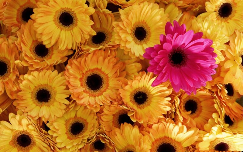 Yellow and Pink Gerbera Daisies — Vibrant