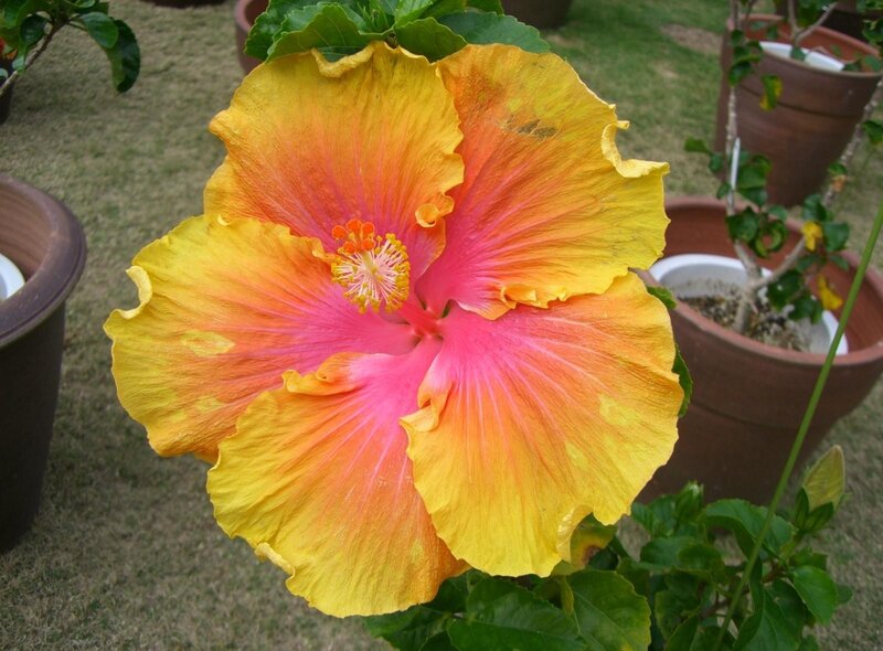 Yellow and Pink Hibiscus Flower — Calm