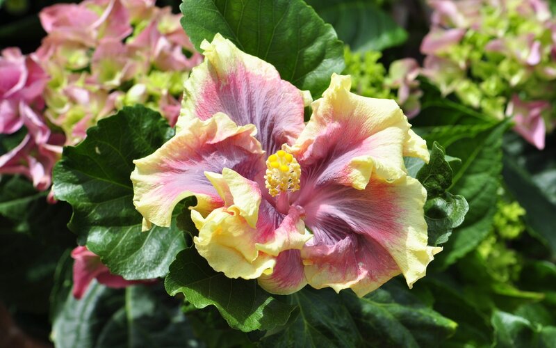 Yellow and Pink Hibiscus Flower — Natural