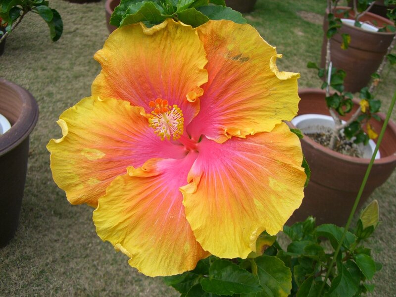 Yellow and Pink Hibiscus Flower