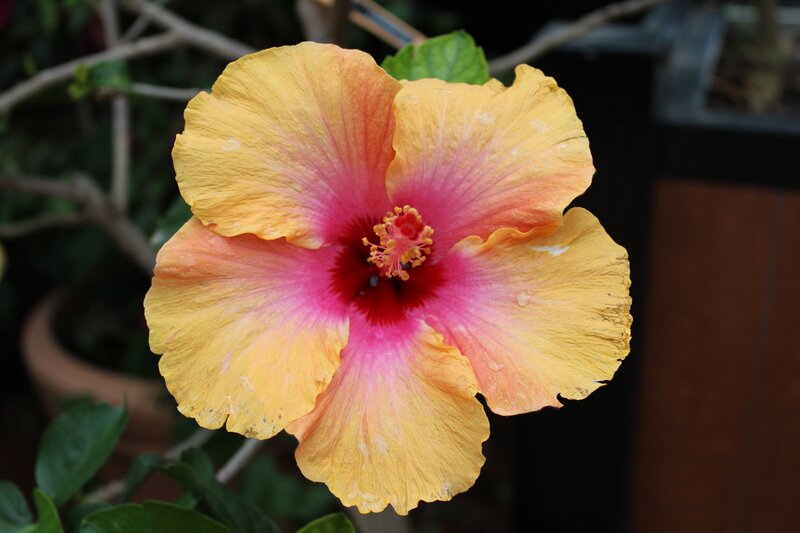 Yellow and Pink Hibiscus Flower — Vibrant