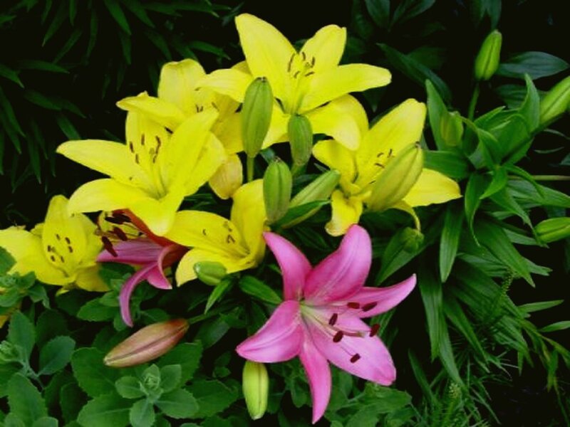 Yellow and pink lilies in bloom