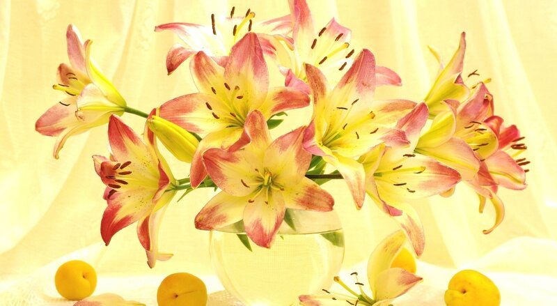 Yellow and Pink Lilies