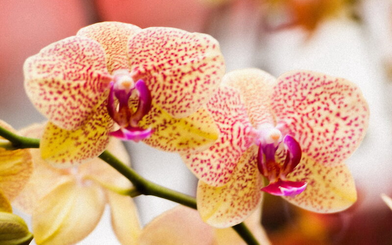 Yellow and Pink Orchid — Calm, Photograph