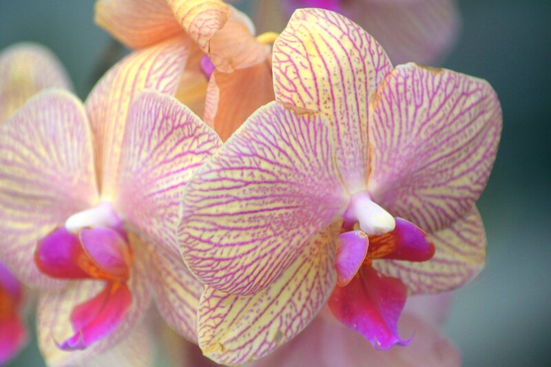 Yellow and Pink Orchid — Calm