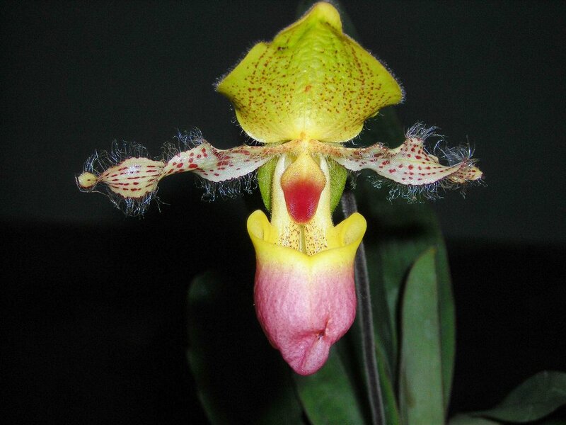 yellow and pink orchid flower