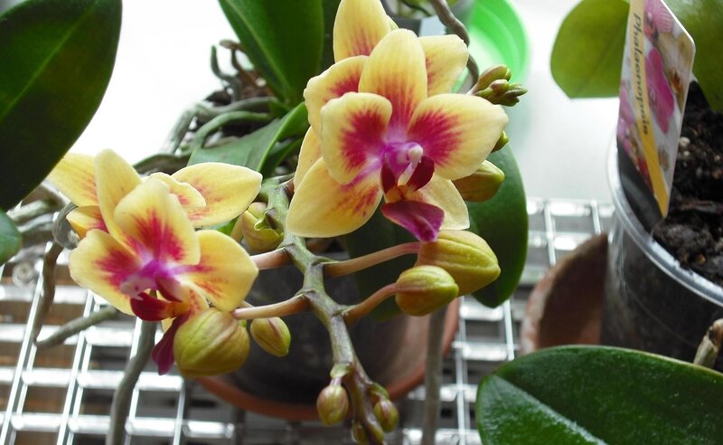 yellow and pink orchid flowers