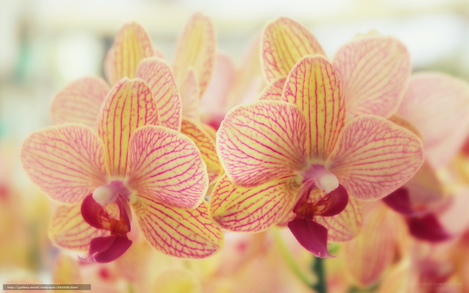 Yellow and pink orchid flowers