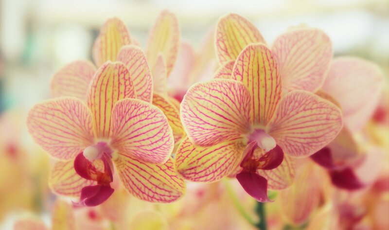 Yellow and pink orchid flowers