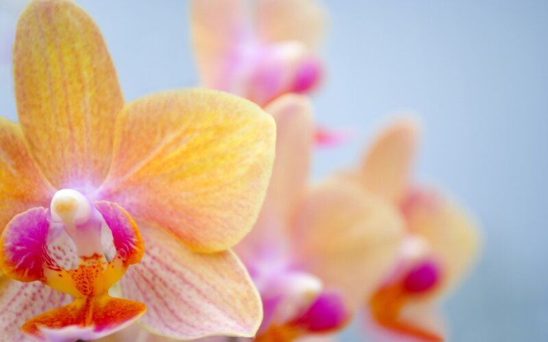 yellow and pink orchid flowers