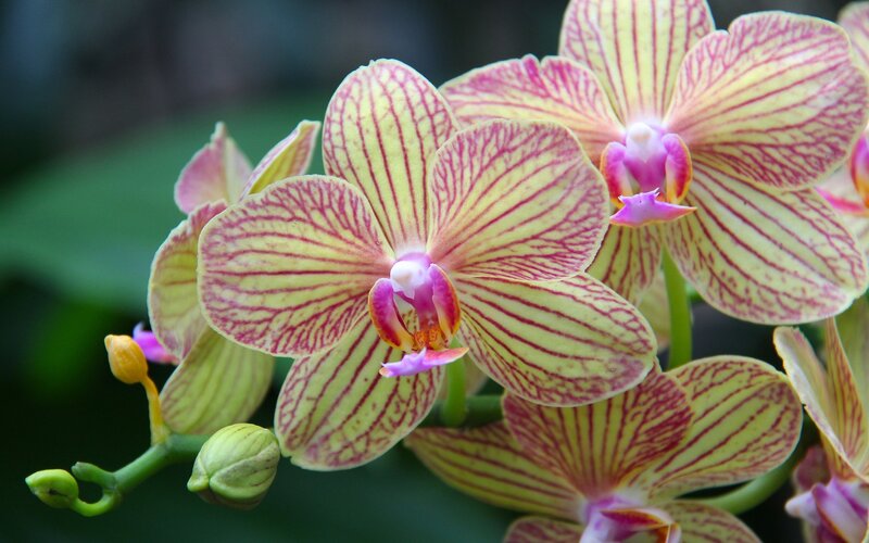 yellow and pink orchid flowers