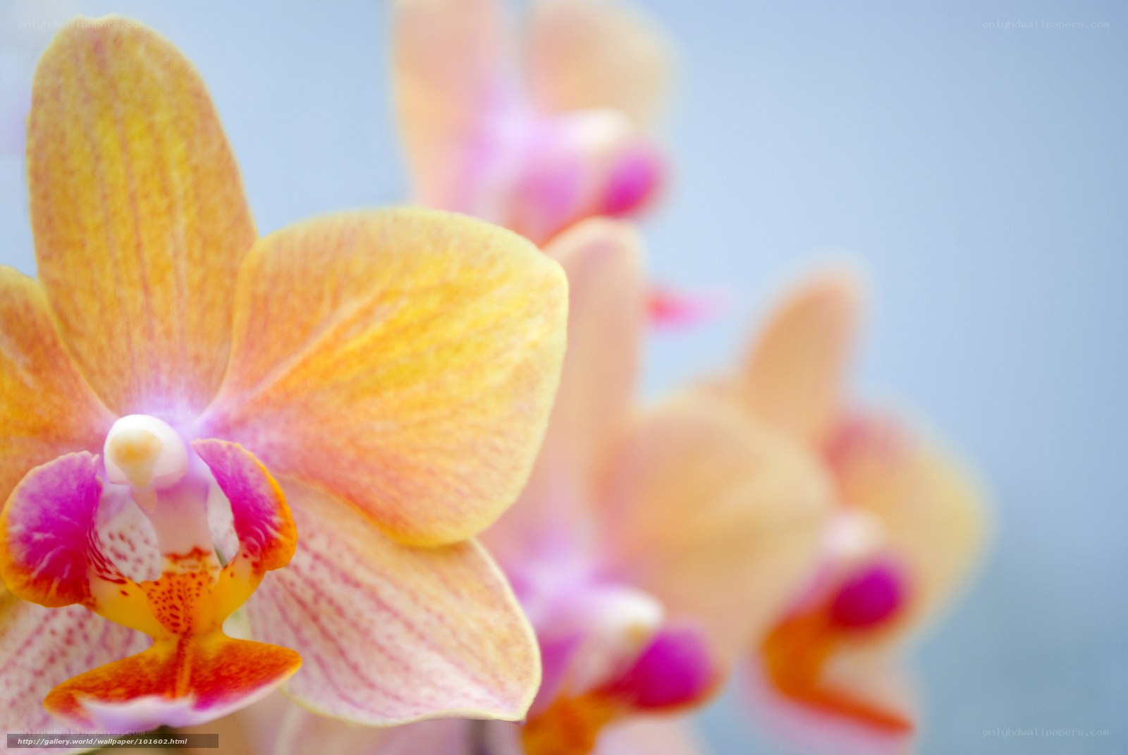 Yellow and pink orchid flowers