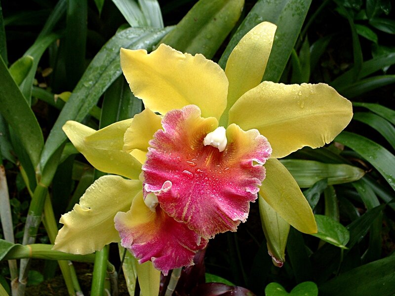 Yellow and Pink Orchid — Natural
