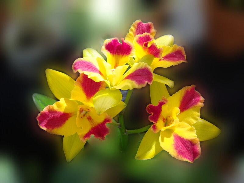 Yellow and Pink Orchid