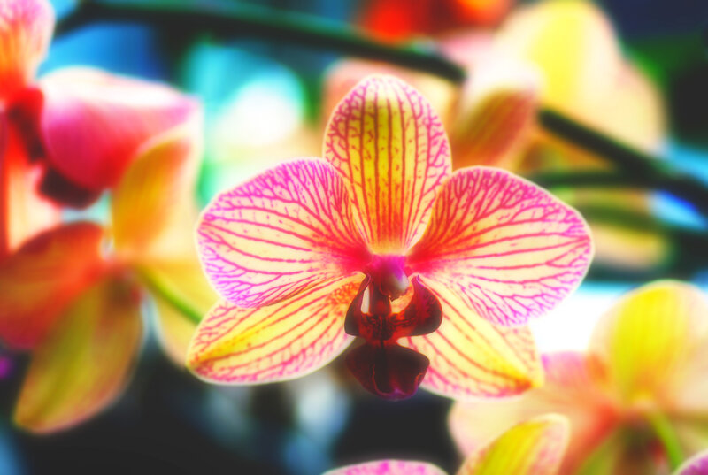 Yellow and Pink Orchid — Vibrant, Photograph