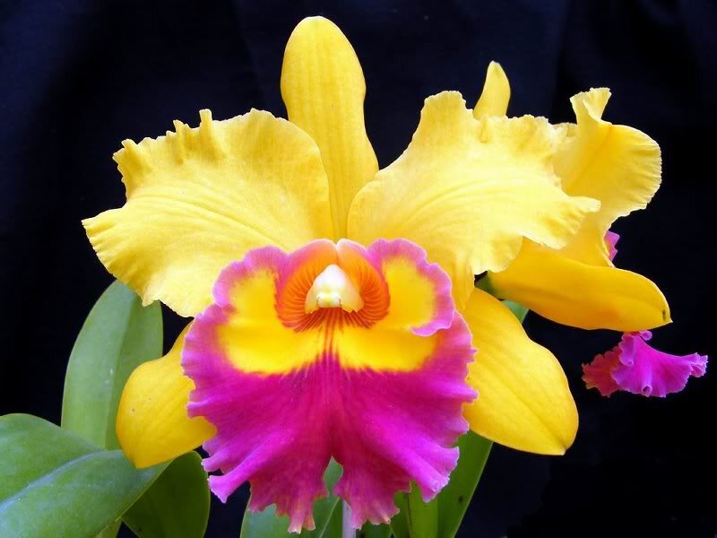 Yellow and Pink Orchid — Vibrant