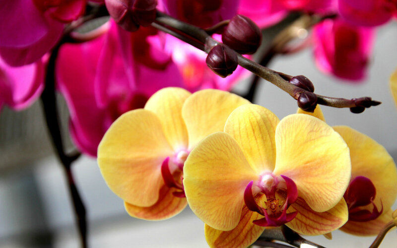 Yellow and Pink Orchids — Calm, Photograph