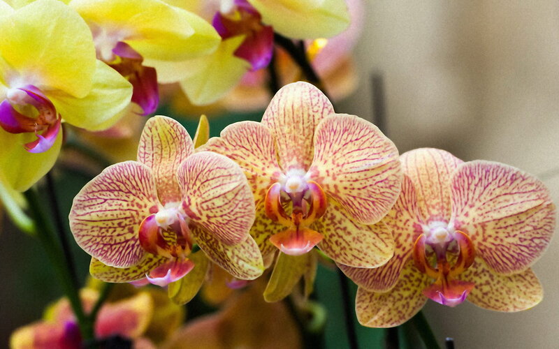 Yellow and Pink Orchids — Calm