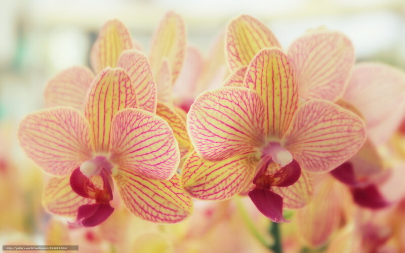 Yellow and Pink Orchids — Serene