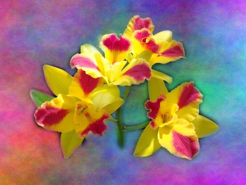 Yellow and Pink Orchids