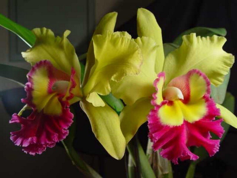 Yellow and Pink Orchids — Vibrant