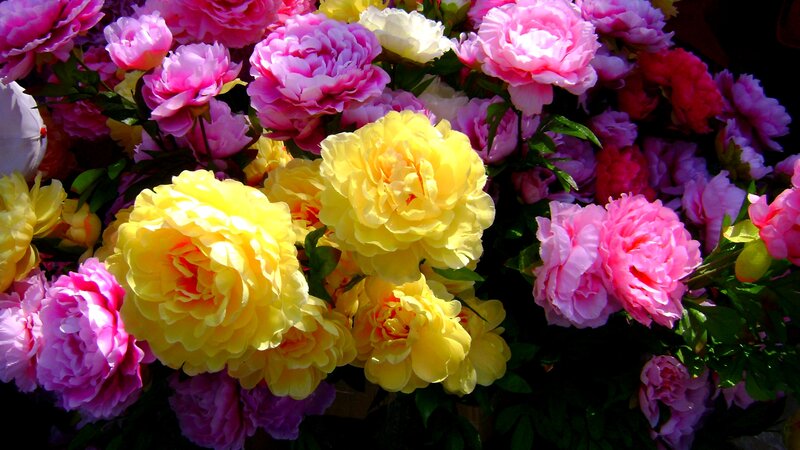 Yellow and Pink Peonies