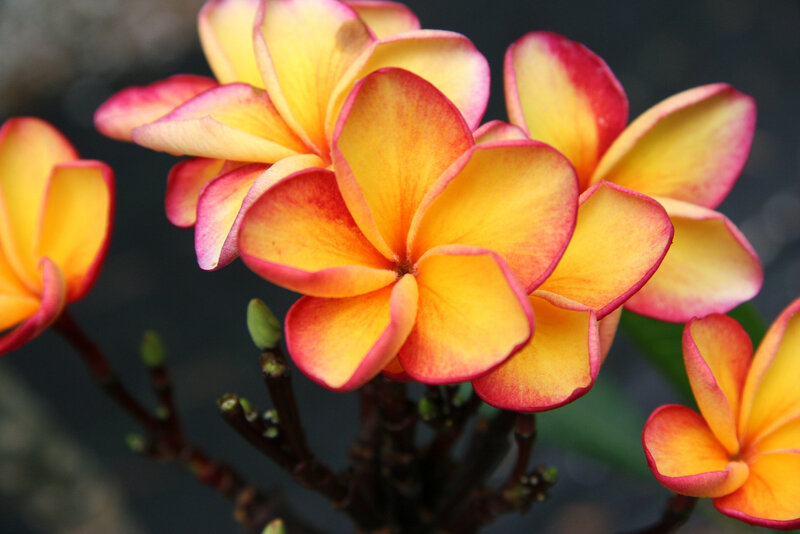 Yellow and Pink Plumeria Flowers — Calm, Photograph