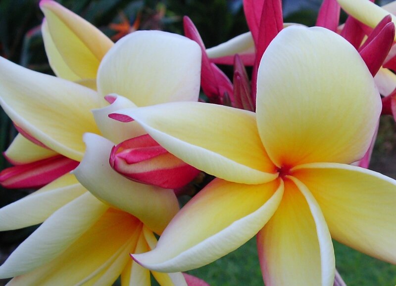Yellow and Pink Plumeria Flowers — Calm