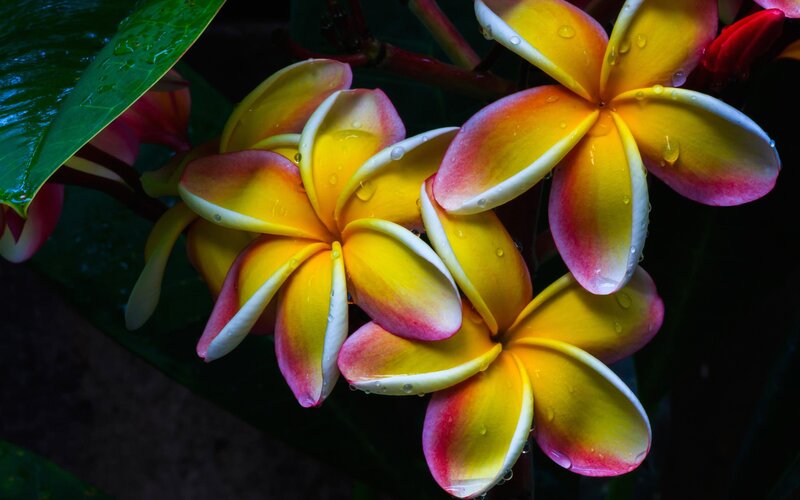 Yellow and Pink Plumeria Flowers — Dramatic