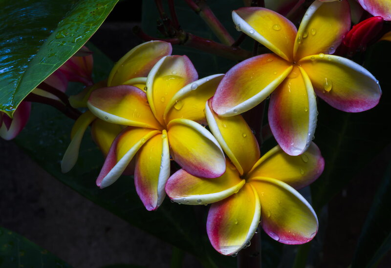 Yellow and Pink Plumeria Flowers