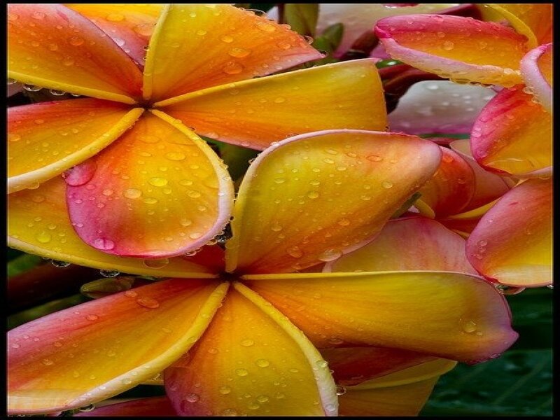 Yellow and Pink Plumeria Flowers — Vibrant