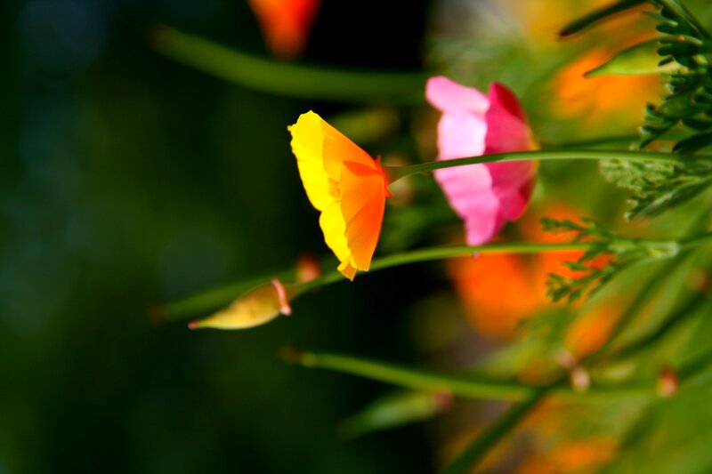 Yellow and Pink Poppies