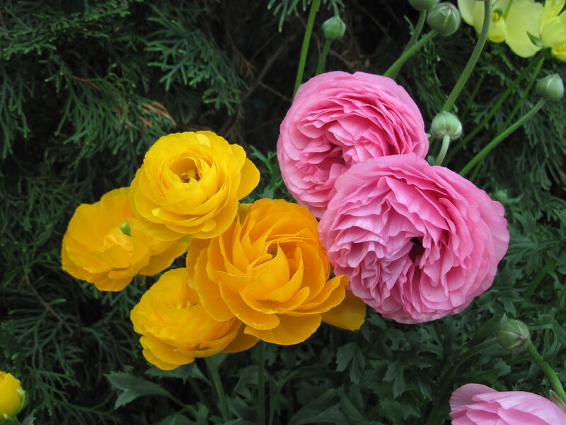 Yellow and Pink Ranunculus — Calm, Spring