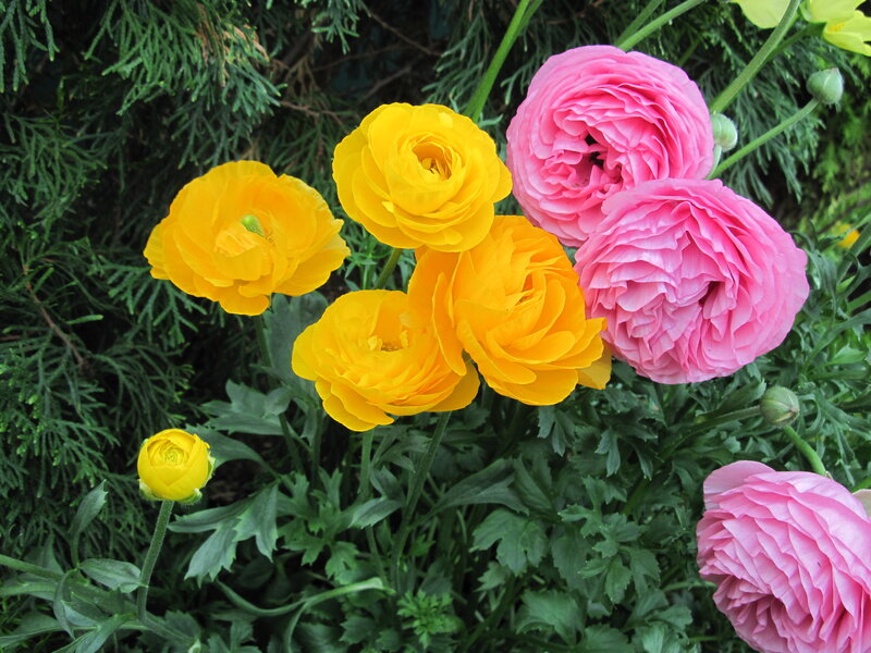 Yellow and Pink Ranunculus — Calm