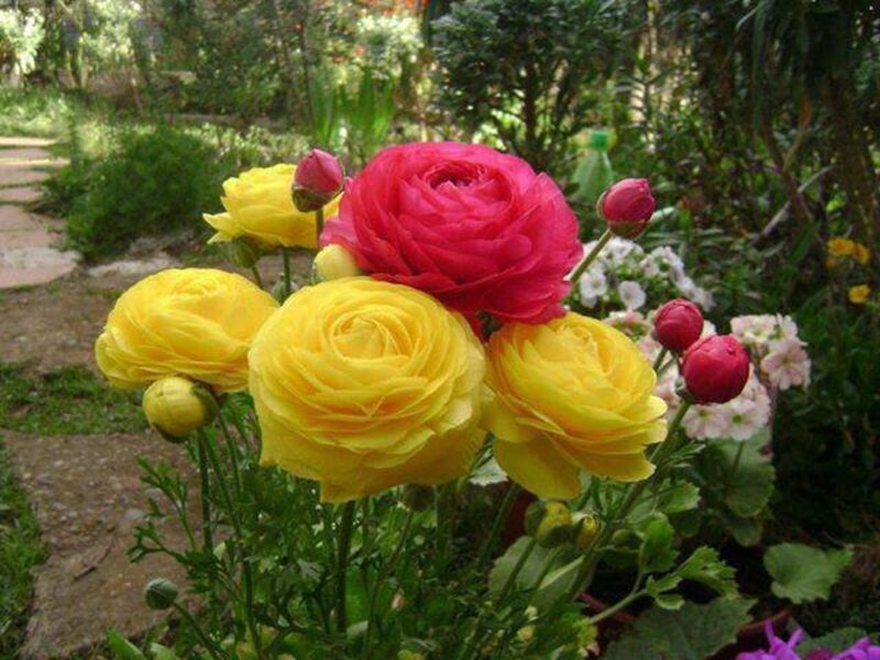 Yellow and Pink Ranunculus — Serene