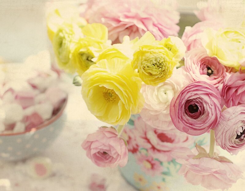 Yellow and Pink Ranunculus