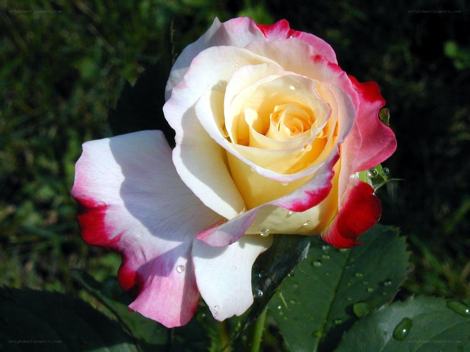 yellow and pink rose