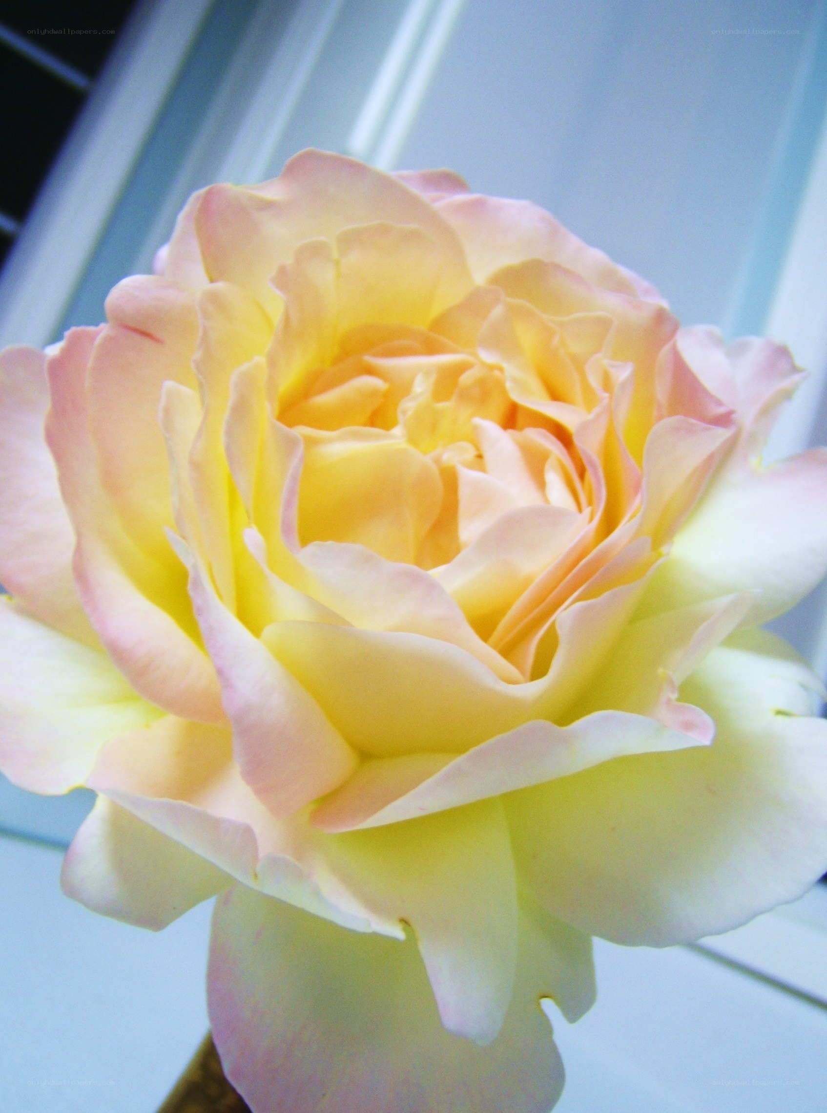 yellow and pink rose