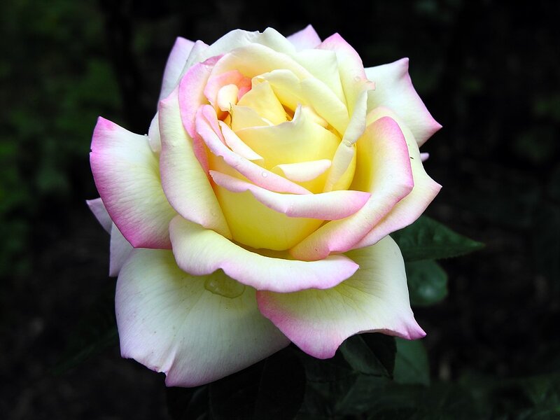 yellow and pink rose