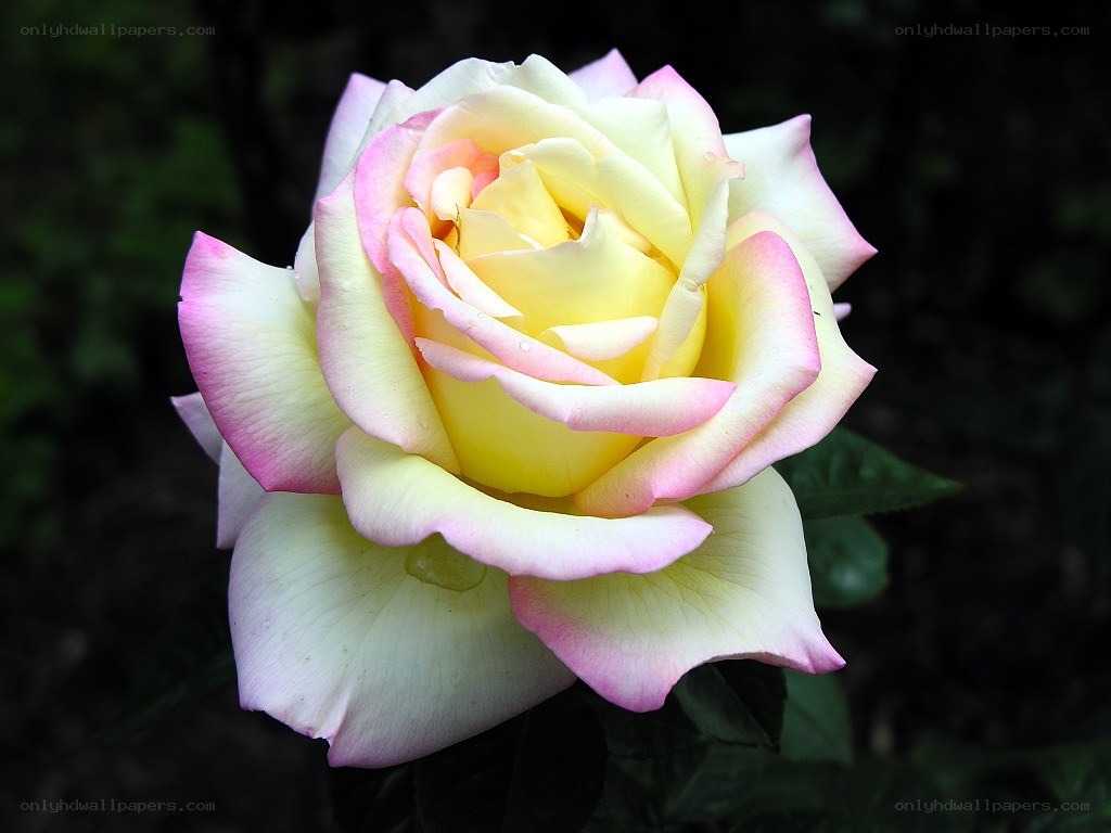 yellow and pink rose