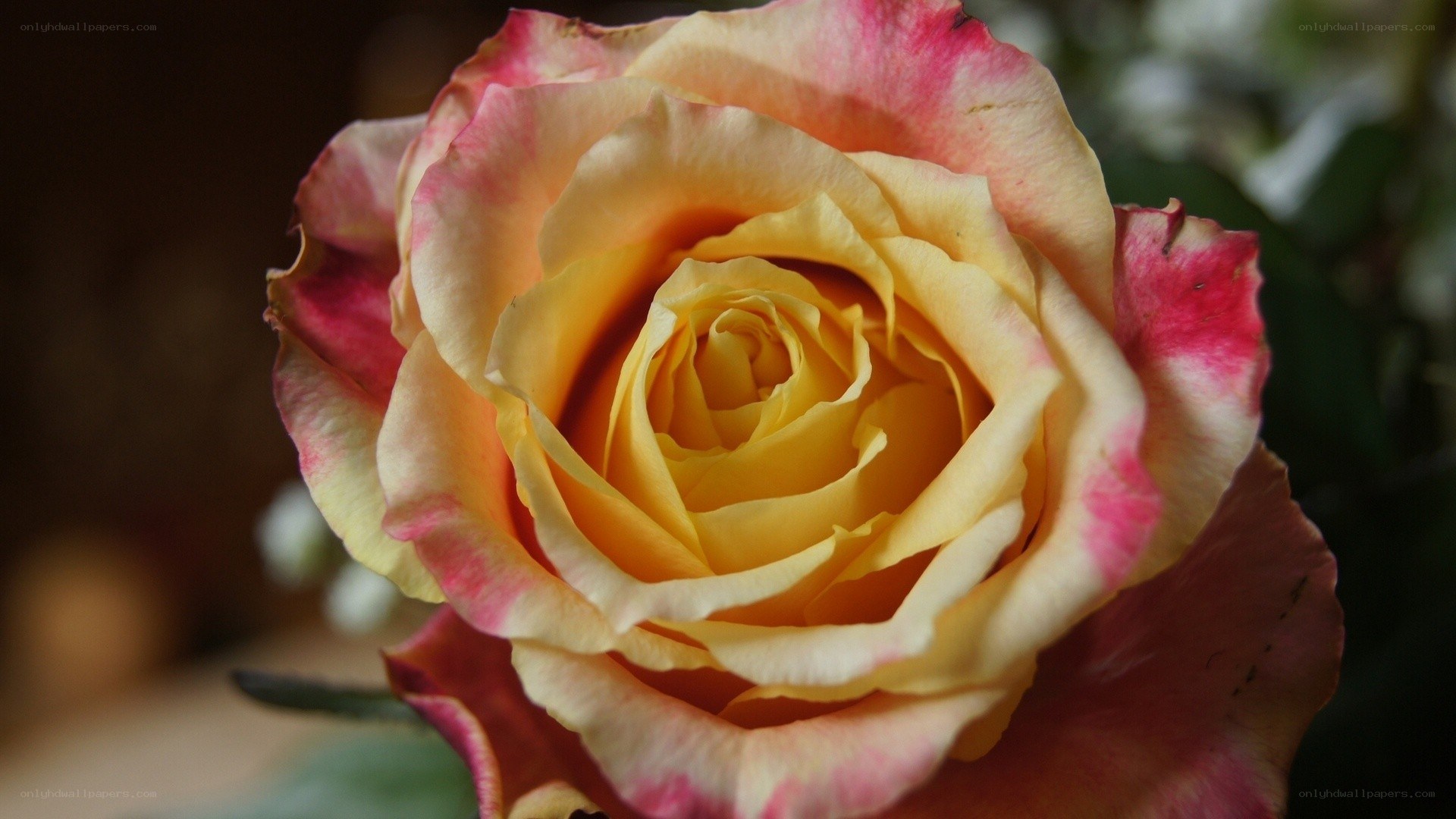 yellow and pink rose