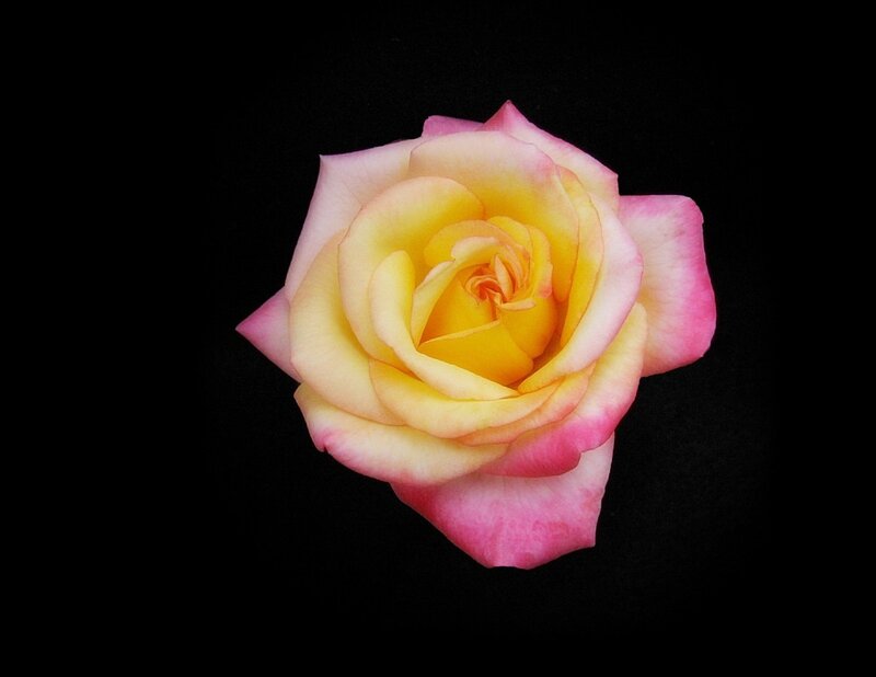 yellow and pink rose