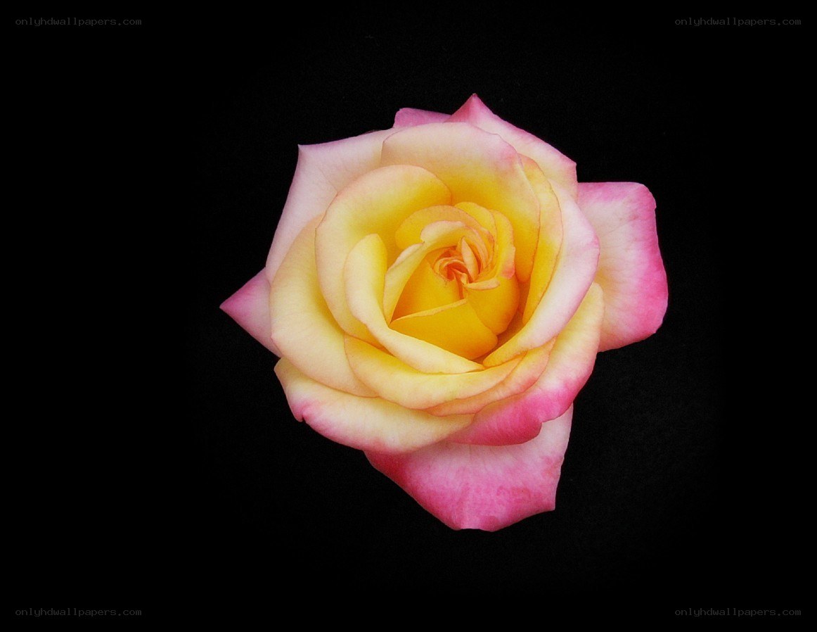 yellow and pink rose