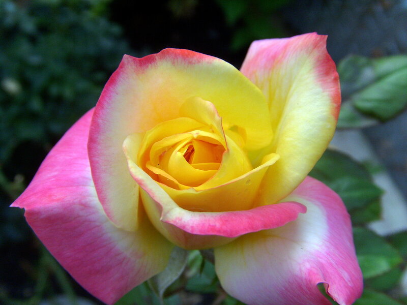 yellow and pink rose