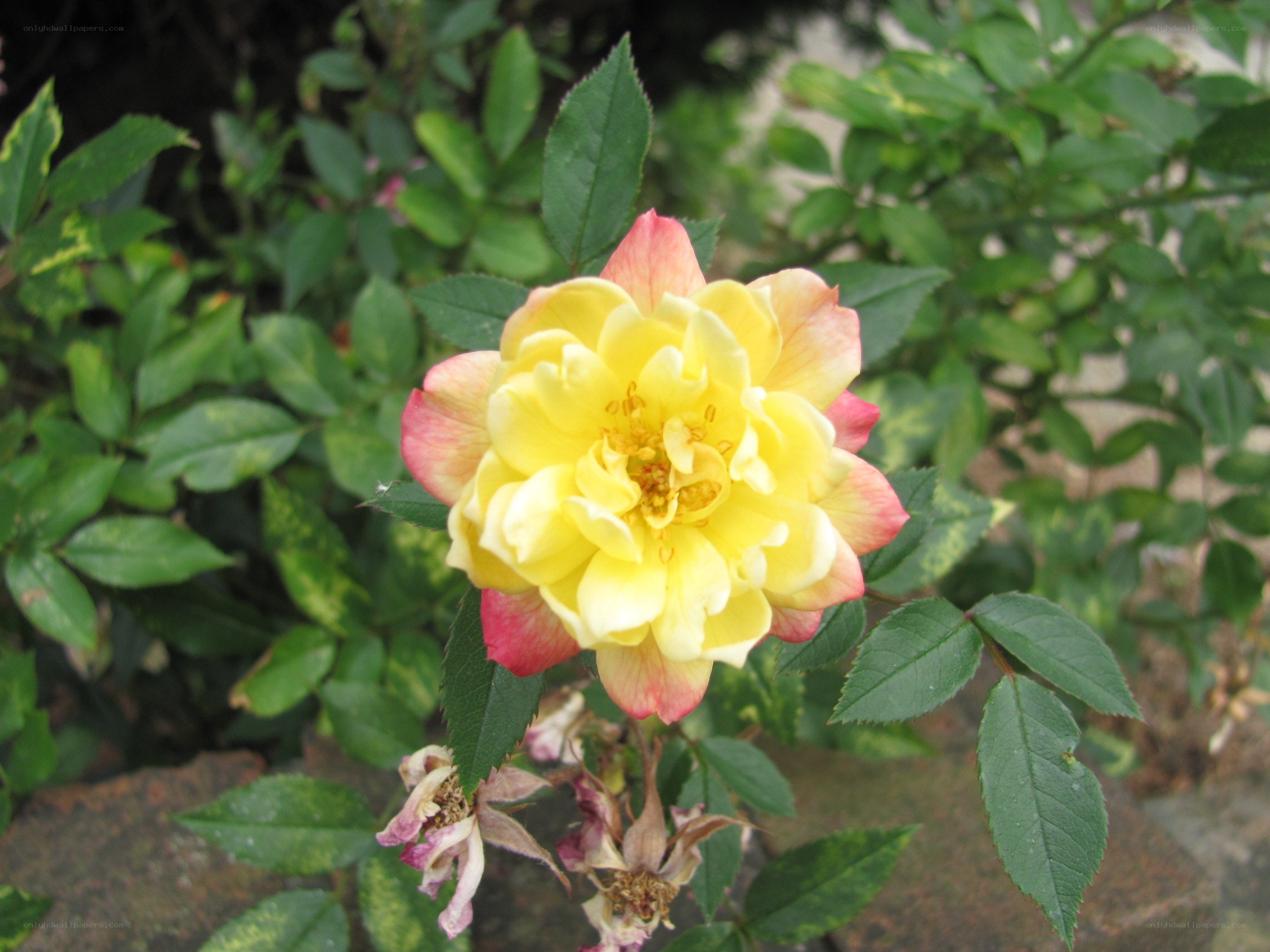 yellow and pink rose bloom