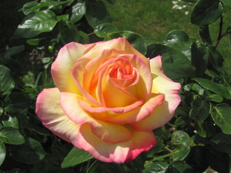 yellow and pink rose bloom