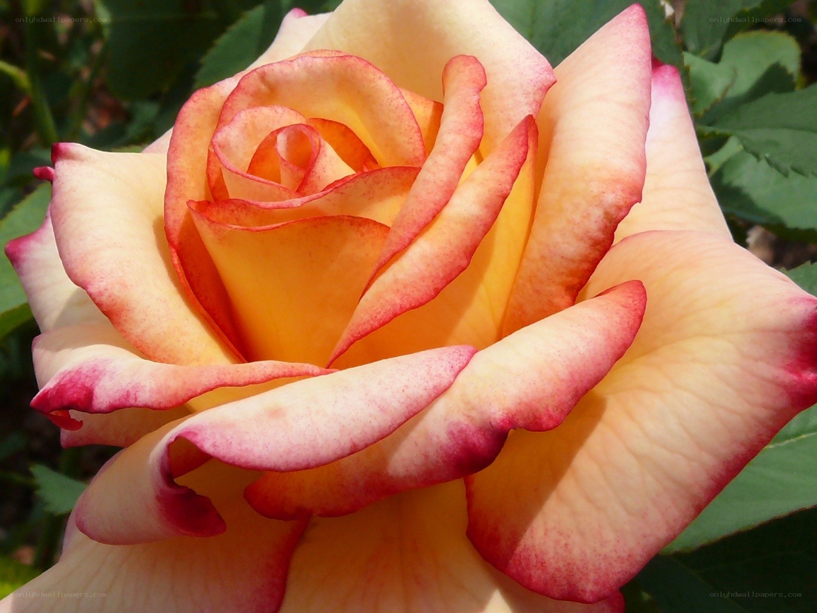 yellow and pink rose bloom