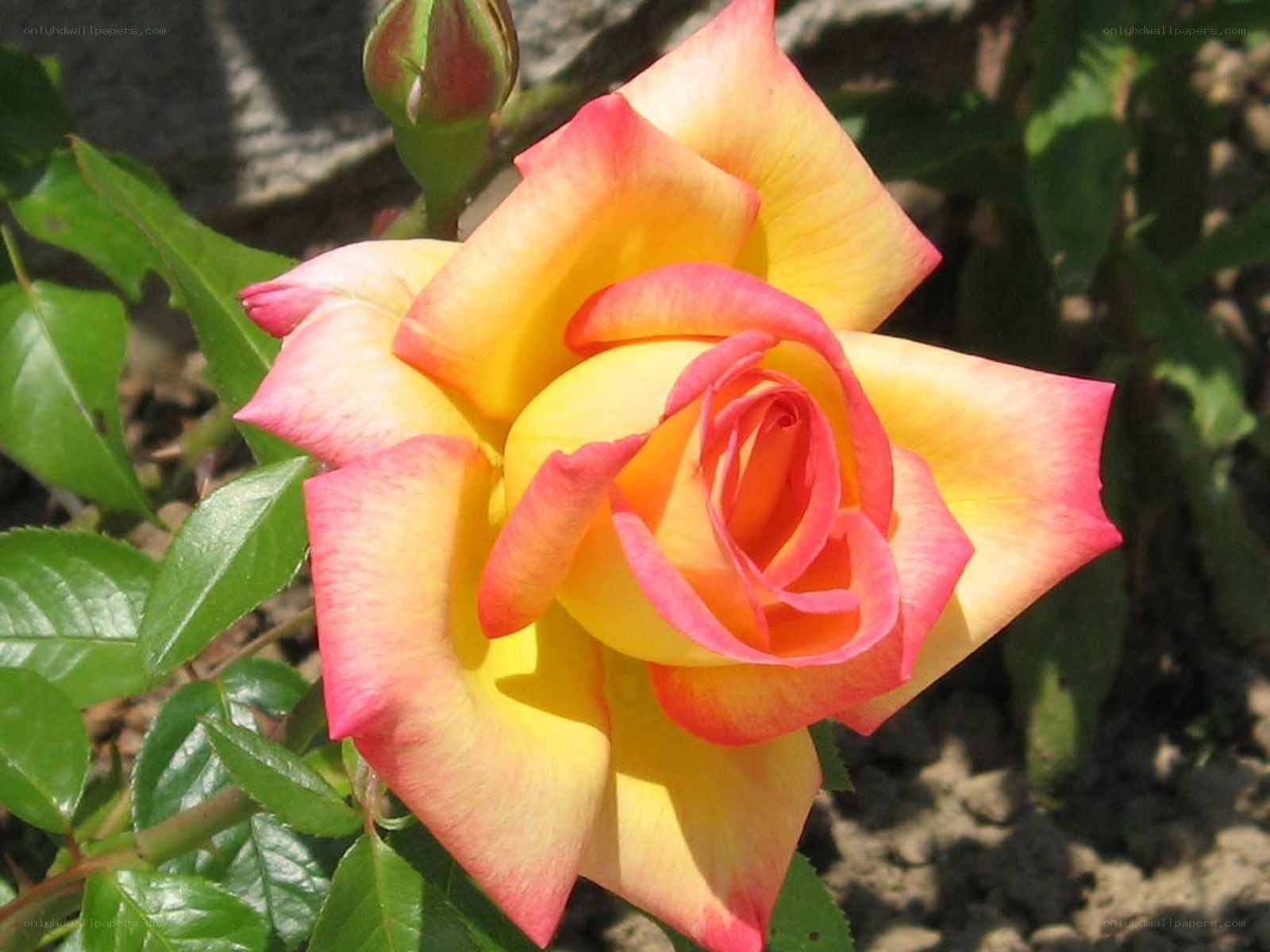 yellow and pink rose bloom